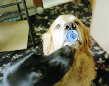 Henry - Golden Retriever