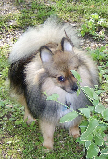 Indy (Pomeranian 10 months)