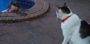 Enticing the Cat to Swim