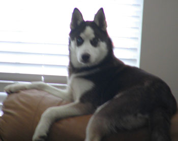 Jada the Husky