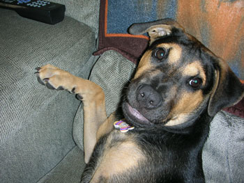 Jett - Gerpeibulchoweiler
