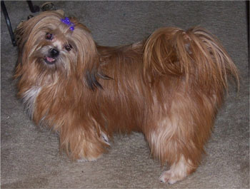 Lacy - Lhasa Apso