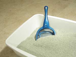 Teaching Your Cat to Use the Litterbox