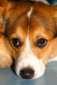 Leaving Your Pet When You Go Away