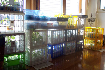Milk Crate Garden to Start Seeds