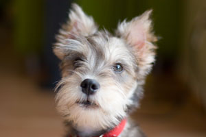 Homemade Dog Food Recipes