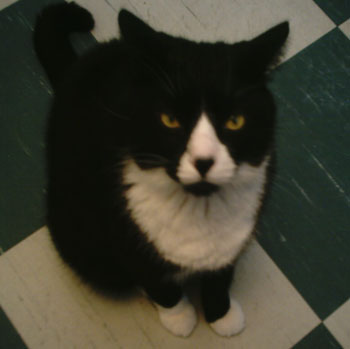 Patches Lee Williams - Cat