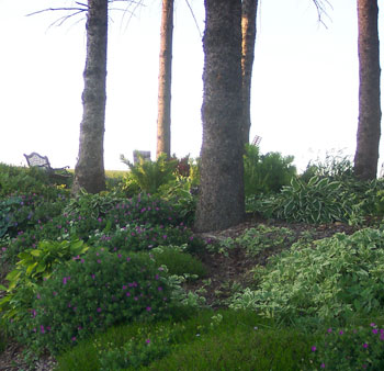 Planting Perennials