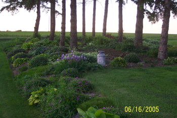 Perennials Planted on the Ditch Bank