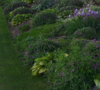 Perennials Planted on the Ditch