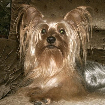 Pockets - Yorkshire Terrier