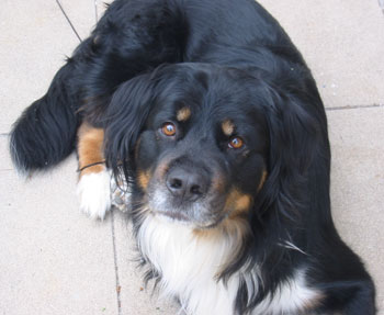 Riley - Bernese Mountain Dog