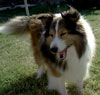 Roxy - Sheltie