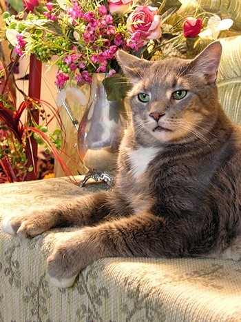 Suma - Grey Cat