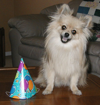 Teddy Bear - Pomeranian