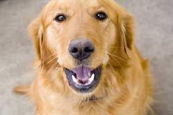 Brushing your dog or cat's teeth