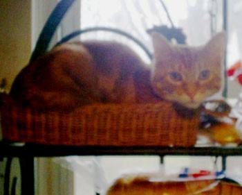 TJ in a Bread Basket