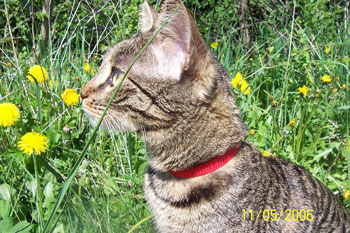 Aisha - Cat
