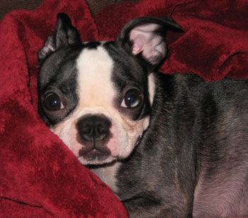 Beanie Bummy (Boston Terrier)