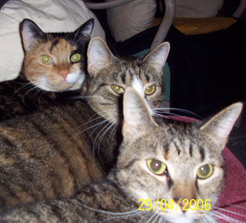 Bonnie, Spurt and Maggie - Cats