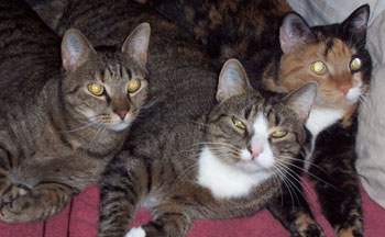 Bonnie, Spurt and Maggie - Cats