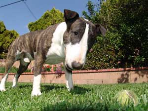 Breed Information: Bull Terrier
