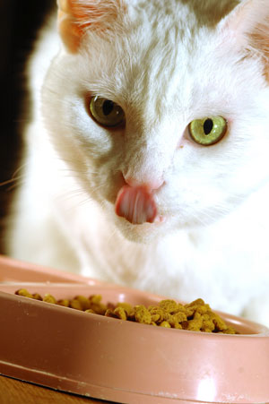 Dangerous Foods for Cats