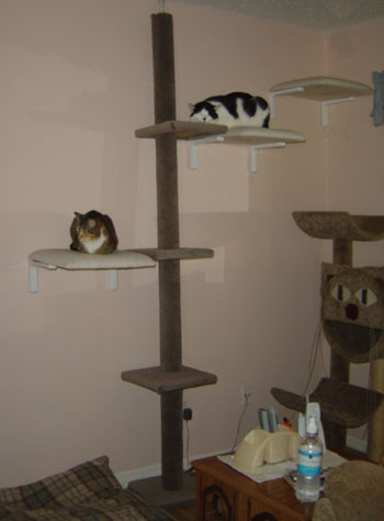 Expanding Your Cat Tree