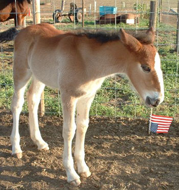 Madison Ann - Clydesdale