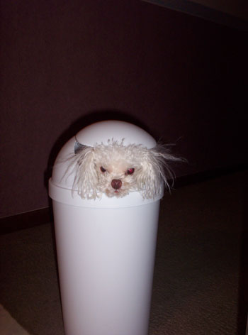 Cooter (Toy Poodle)