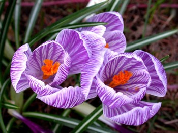 Beautiful Crocus