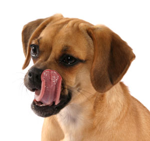dogfood300x283.jpg