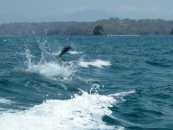 Dolphin following boat in Costa Rica