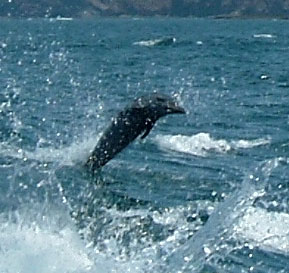 Dolphin following boat in Costa Rica