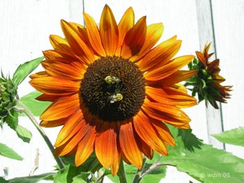 Feeding Blooms - Sunflower with Bees