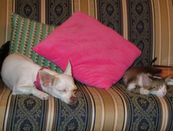 Folly (chihuahua) and Dos (kitten)