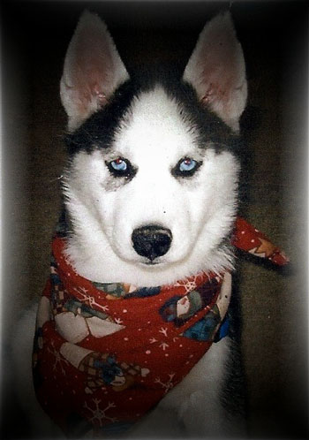 Frankie - Husky