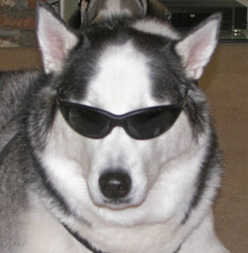 Frankie - Husky