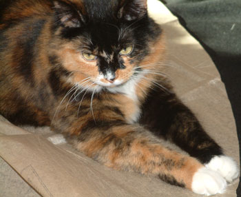 Ginger the Cat