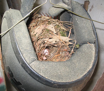 Bird's Nest in a Motorcycle Helmet