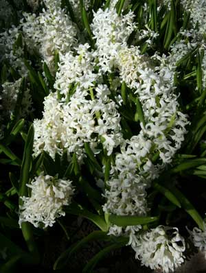 Growing: Summer Hyacinth