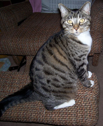 Leo the Tabby