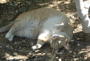 Mitchell the Cat