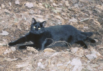 Molly (Cat)