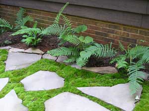 Moss Appeal