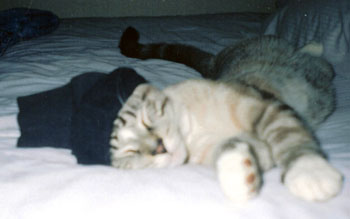 Mouse the Cat