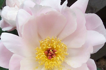 Nature's Gift