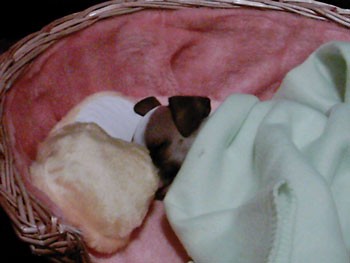 Paris (Rat Terrier/Chihuahua)