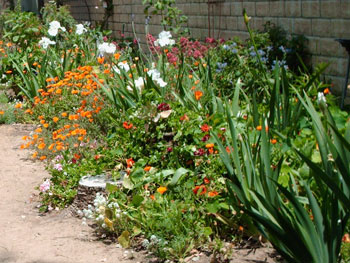Great Grannie Vi's Path Garden
