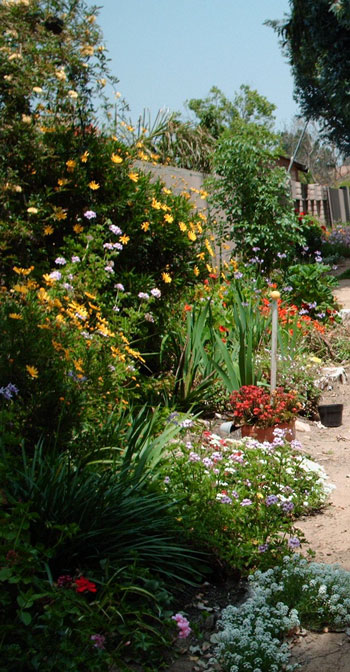 Great Grannie Vi's Path Garden